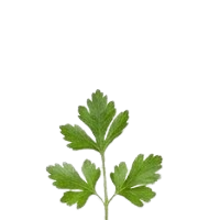 Parsley