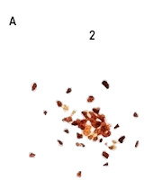 Pepper