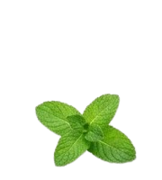 Mint Leaf